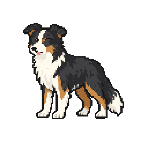 边境牧羊犬